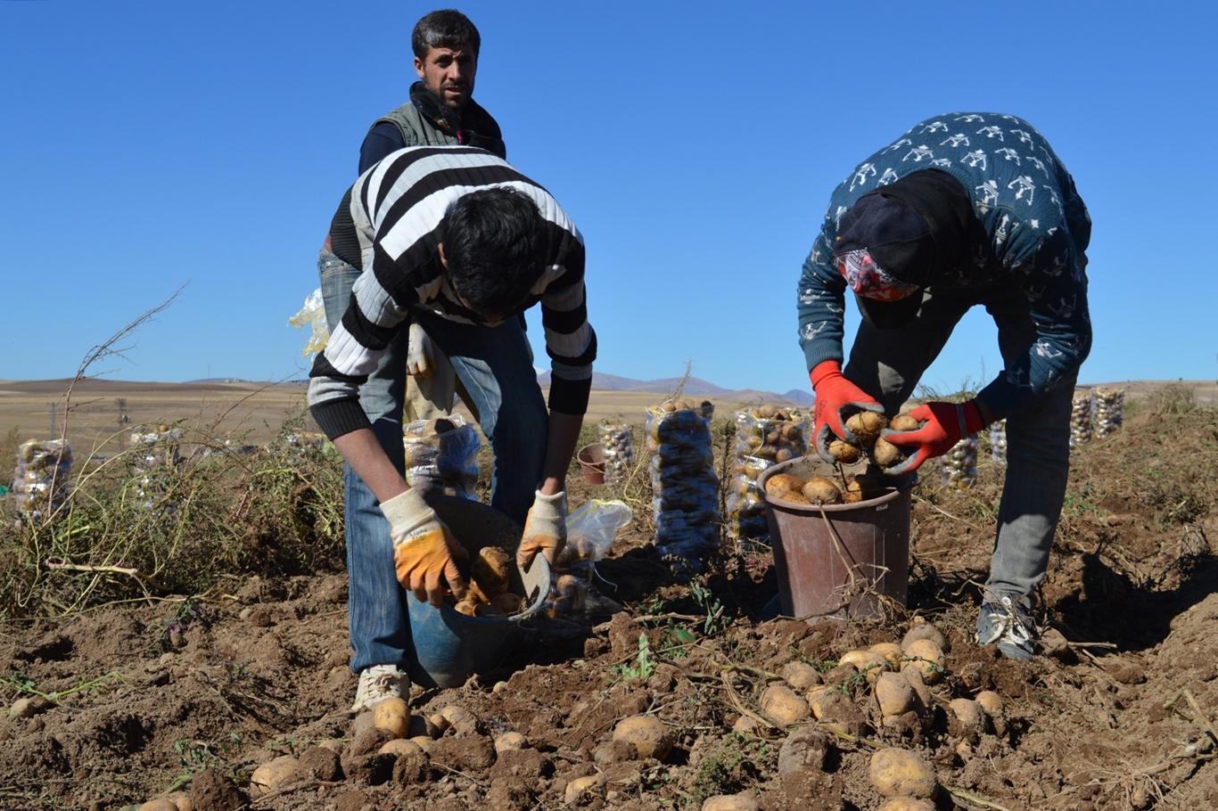 Ahlat patatesinde rekolte çiftçinin yüzünü güldürdü Ahlat patatesinde rekolte çiftçinin yüzünü güldürdü